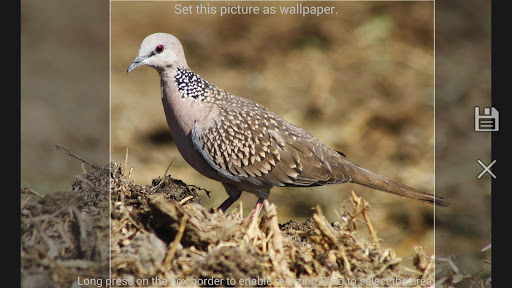 免費下載教育APP|Bird Find app開箱文|APP開箱王