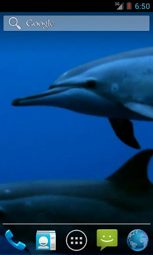 Wild Dolphins HD