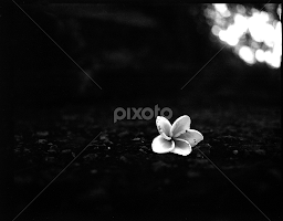 Cambodge - Prasat Banon Temple Novembre 2013 by Julien Pitinome -  