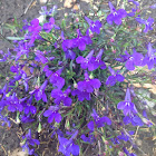 Lobelia