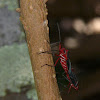 Cotton stainer