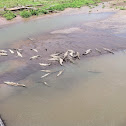 American Crocodile