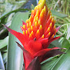 Guzmania 'Kapoho Fire' Bromeliads