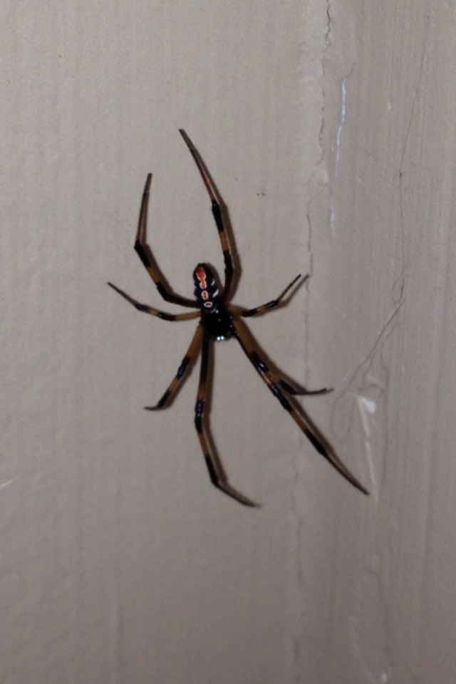 Widow Spider