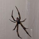 Widow Spider