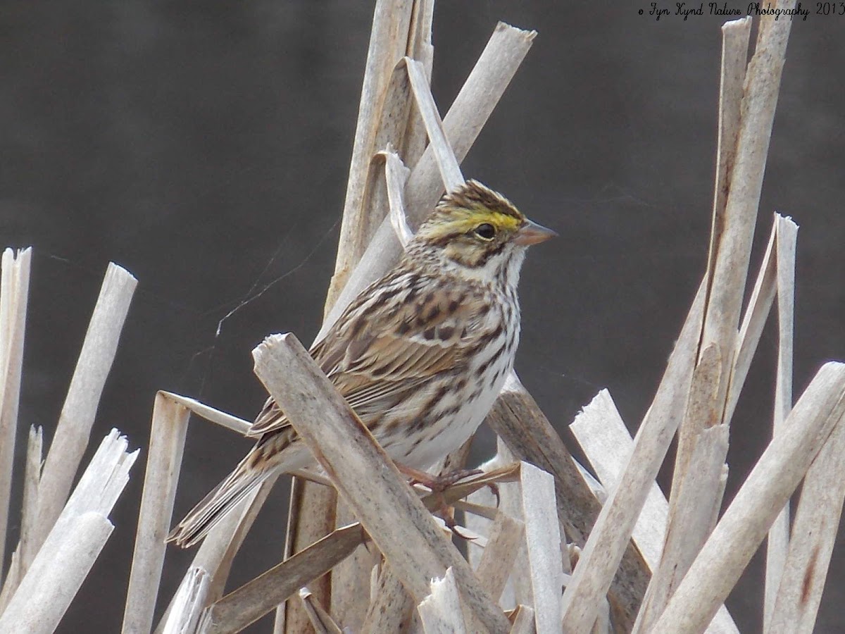 Savannah Sparrow