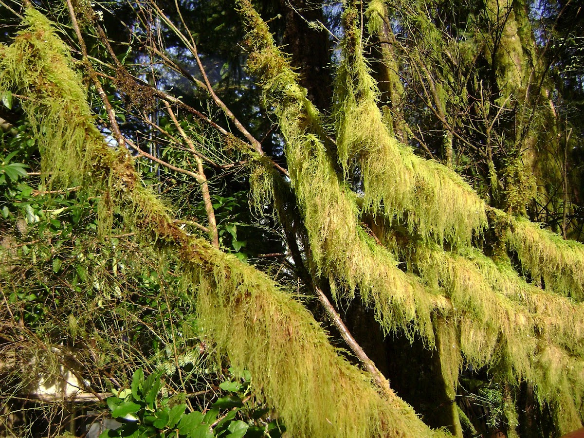 tree moss