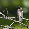 Black-headed Grosbeak