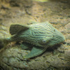 Royal Pleco