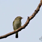 Tickell's Leaf Warbler