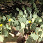 Engleman Prickly Pear