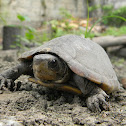 Morrocoy - Scorpion Mud Turtle