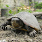Morrocoy - Scorpion Mud Turtle