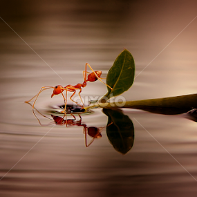 aku rapopo by Rhonny Dayusasono - Animals Insects & Spiders