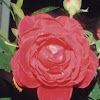 american red rose/new york rose