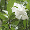 Common gardenia