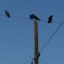 Ravens