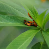 Milkweed Bug (instars)