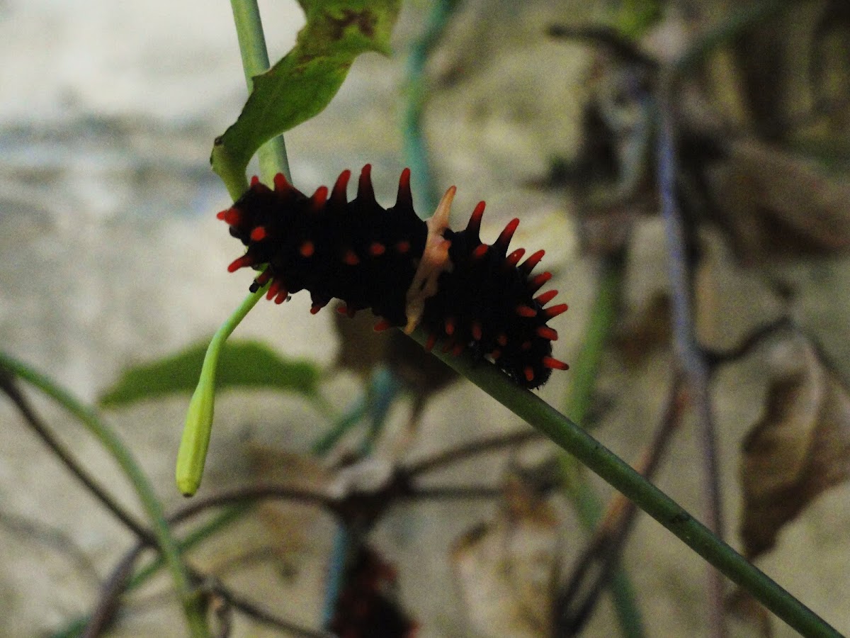 Caterpillar [Common Rose]