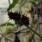Caterpillar [Common Rose]