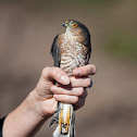 Sharp-shinned Hawk