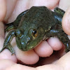 American Bullfrog