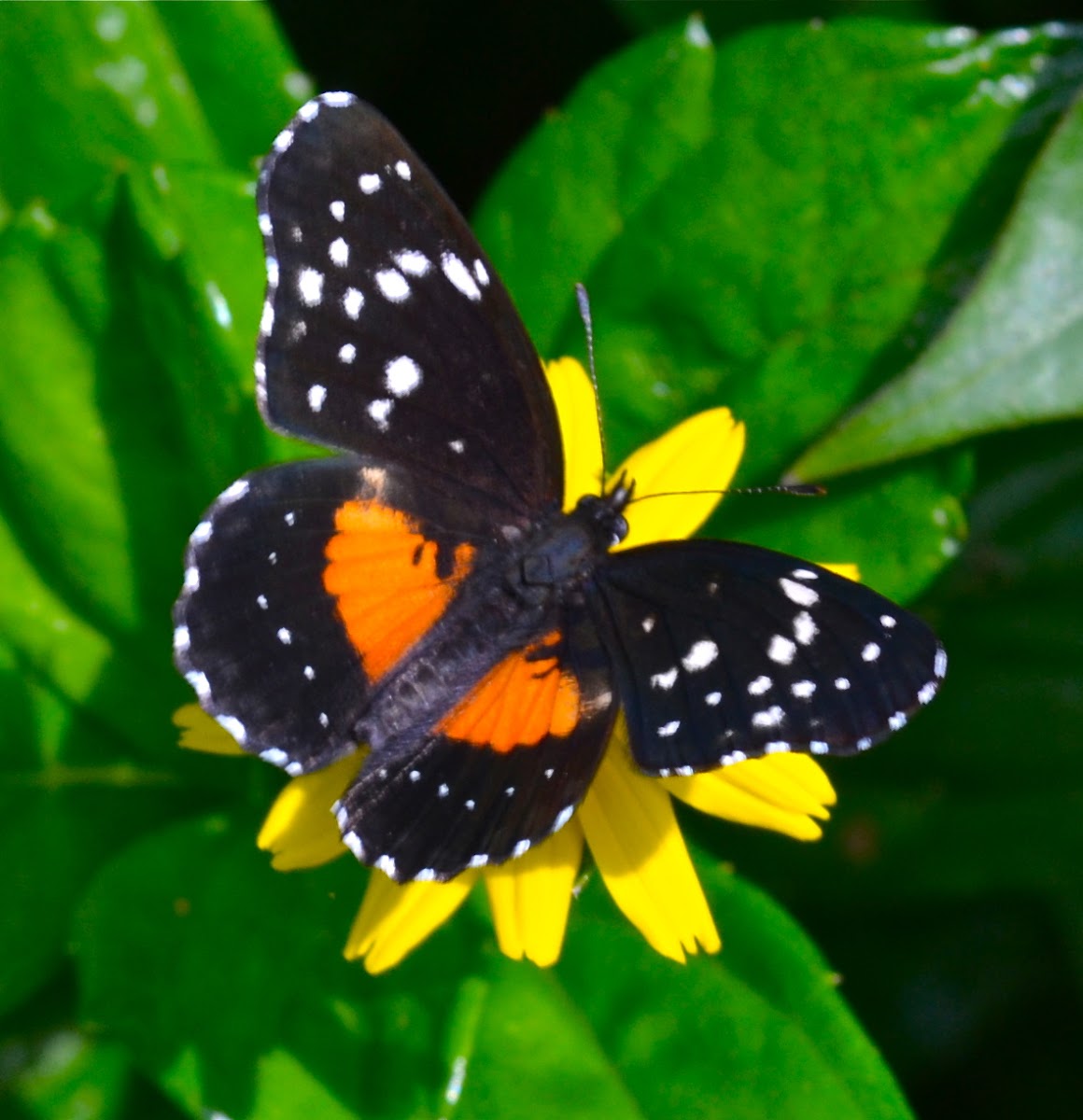 Bordered Patch Skipper