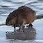 Muskrat