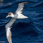 Cory's Shearwater