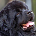 Newfoundlands Wallpapers Apk