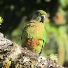 Maroon-bellied Parakeet