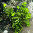 Watercress algae