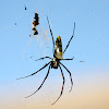 Madagascar golden orb spider