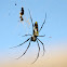 Madagascar golden orb spider