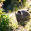 American Pika