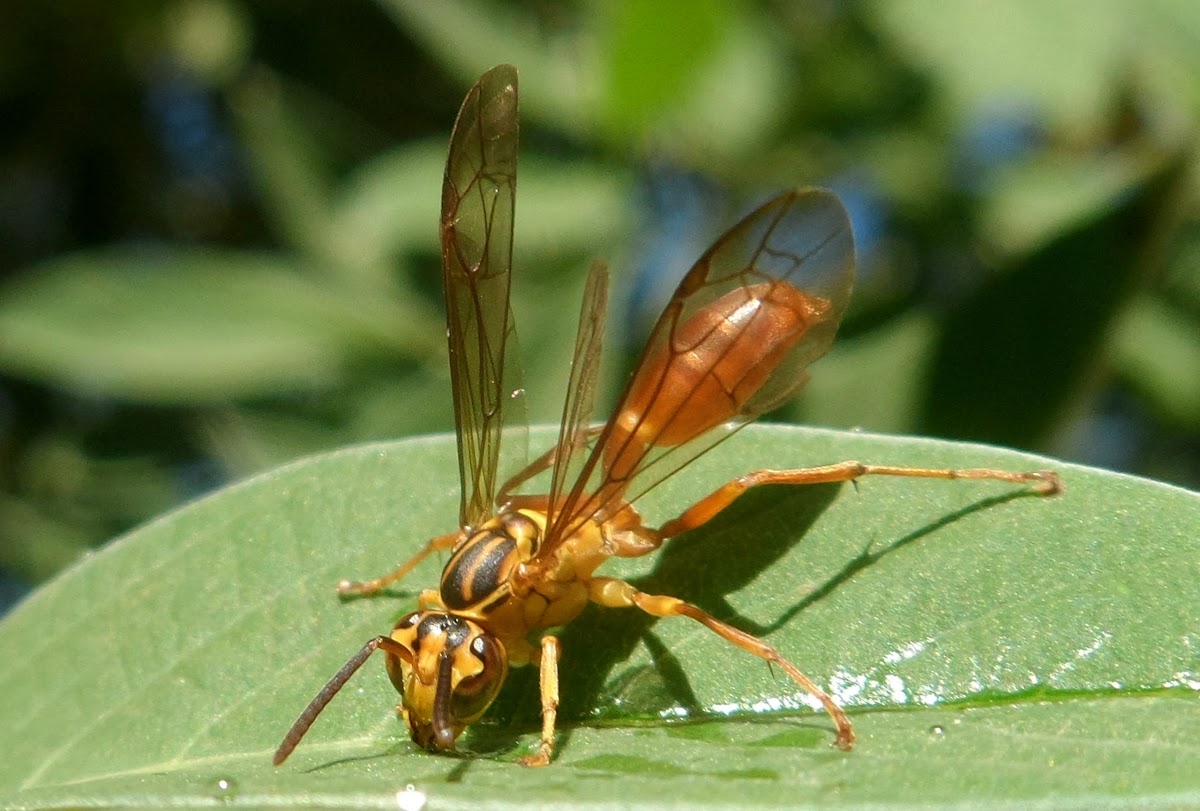 Polistinae Wasp