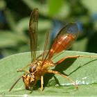Polistinae Wasp