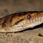 Amethystine 'scrub' python