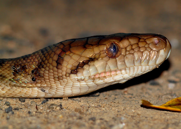 Amethystine 'scrub' python | Project Noah