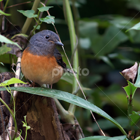 White-rumped Shama by Tareq Ahmed - Animals Birds