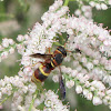 Mason wasp (male)