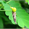 Bagworm, Bagmoth