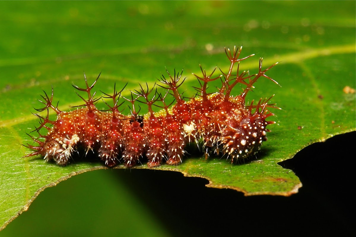 Mid-instar Sergeant butterfly caterpillar