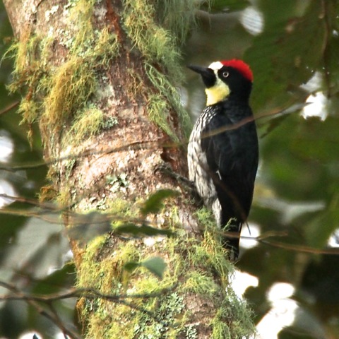 Acorn Woodpecker