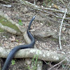 Western Rat snake
