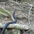 Western Rat snake