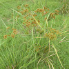 Small Flower Umbrella Sedge