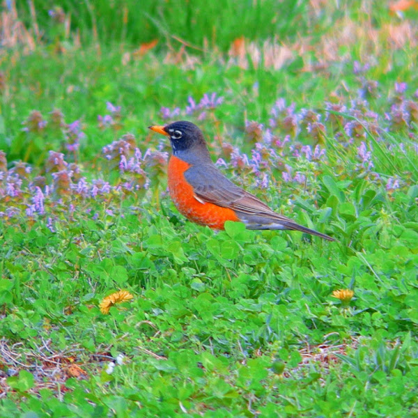 American Robin | Project Noah