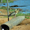 Buff-necked Ibis