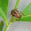 Monkey leaf beetle